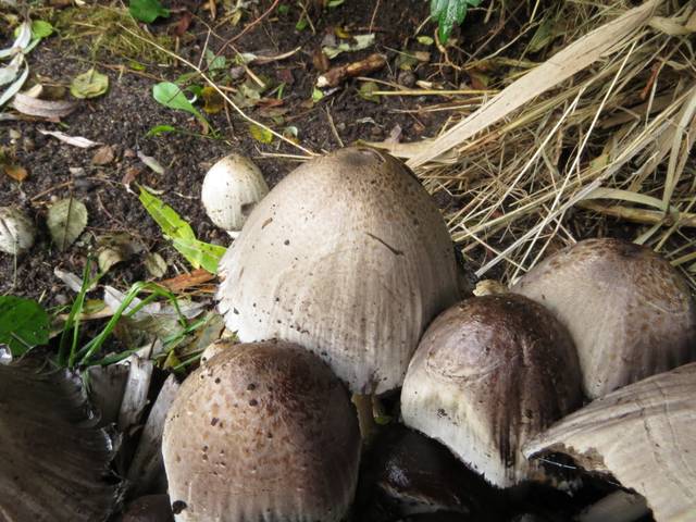 Coprinopsis atramentaria
