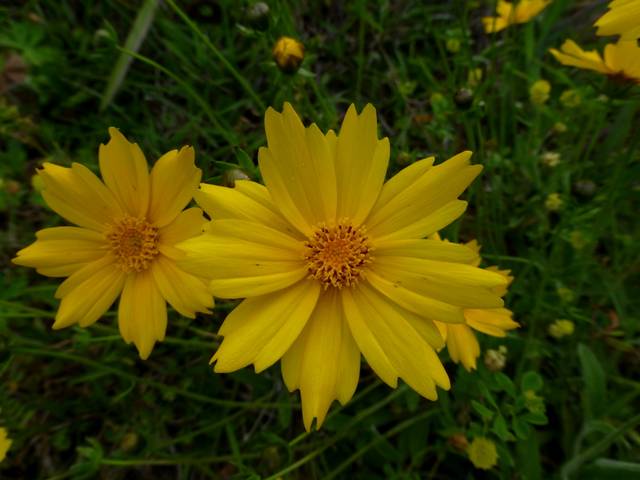 Coreopsis lanceolata