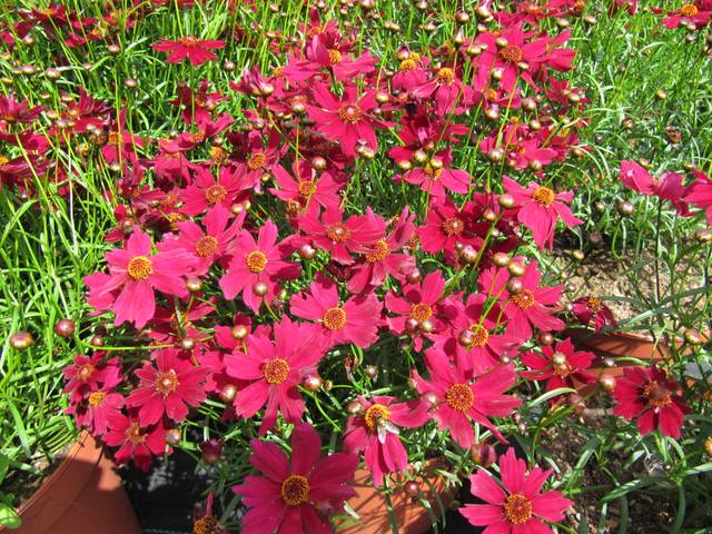 Coreopsis 'Limerock Ruby'