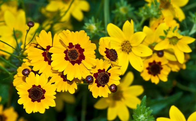 Coreopsis tinctoria