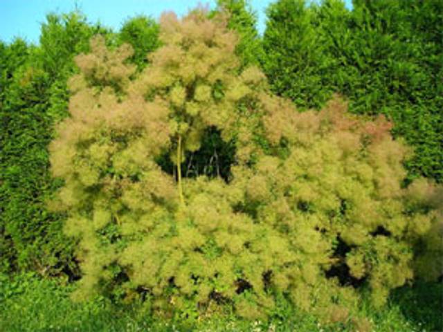 Cotinus obovatus