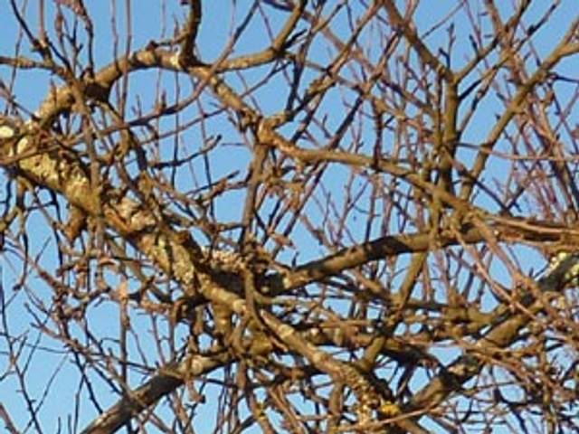 Croisement de branches