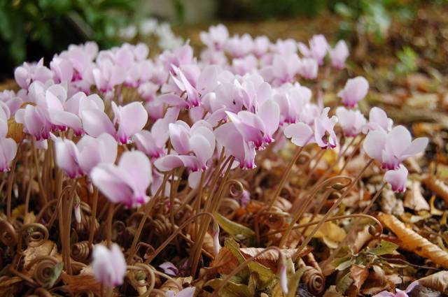 Cyclamen de Naples - Cyclamen hederifolium