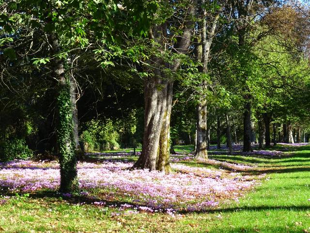 Cyclamen de Naples - Cyclamen hederifolium