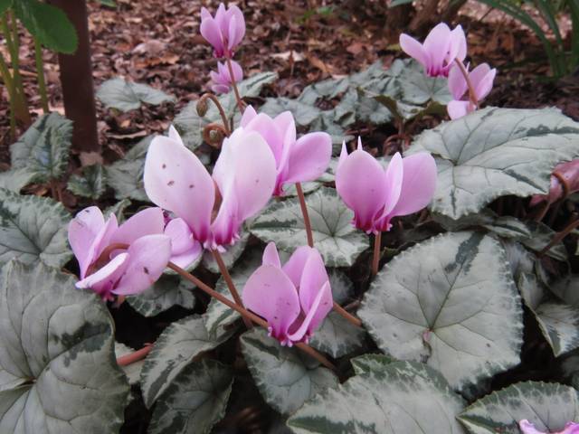 Cyclamen de Naples - Cyclamen hederifolium