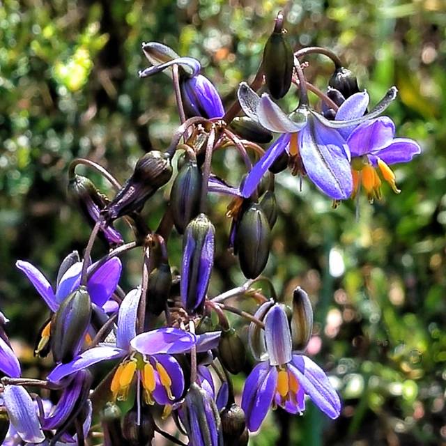 Dianella tasmanica : fleurs