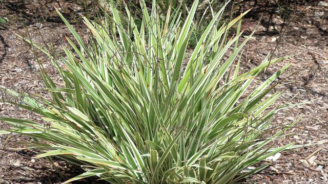 Dianella tasmanica 'Variegata' (Lis de Tasmanie panaché)