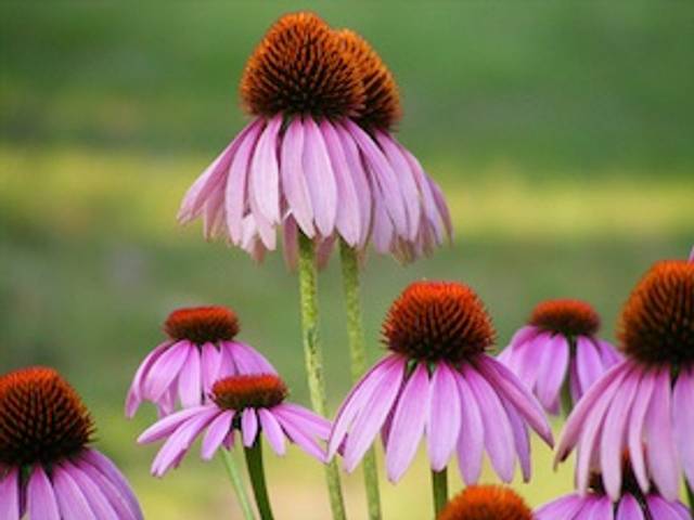 Echinacea purpurea