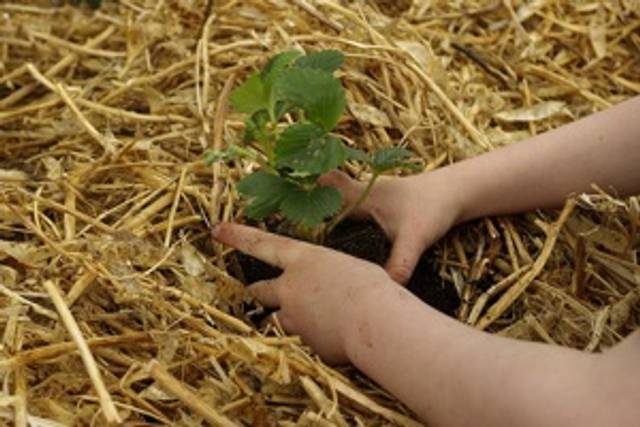 Enfant - Plantation fraisier