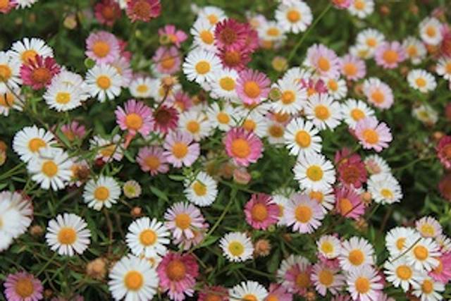 Erigeron 'Profusion'