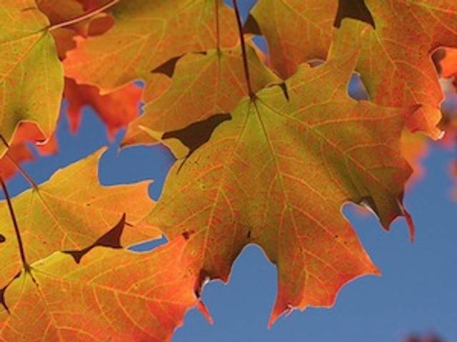 Feuille d'érable en automne