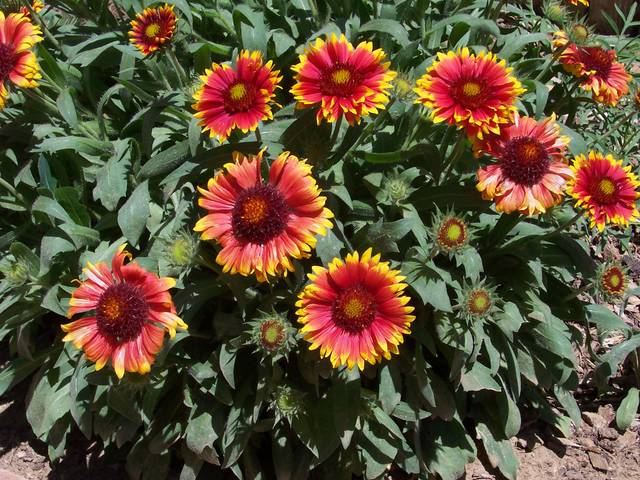 Gaillarde  - Gaillardia