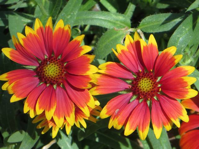Gaillardia pulchella - Gaillarde