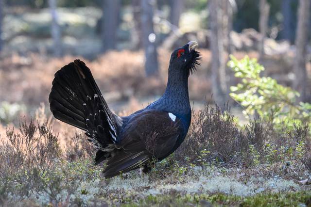 Grand Tétras (Tetrao urogallus)