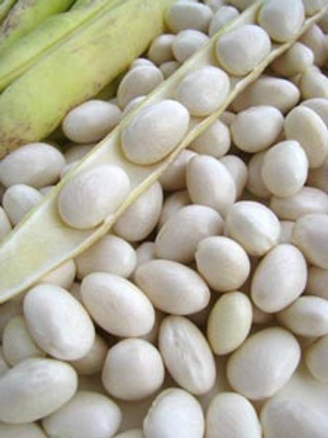Haricots blancs en grains
