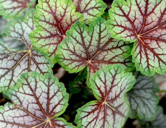 Heuchère 'Green Spice' - Heuchera