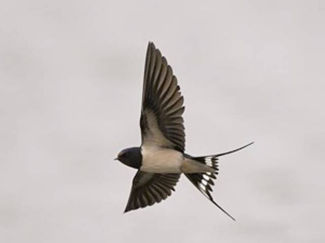 Hirondelle rustique en vol