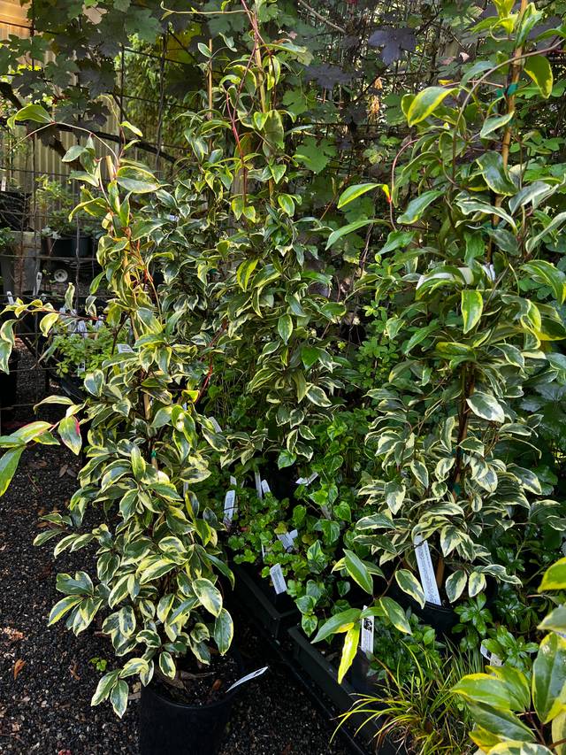 Kasdura japonica 'Chirifu' en pots