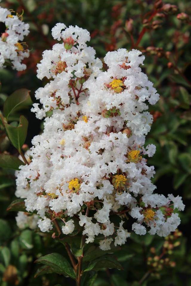 Lagerstroemia 