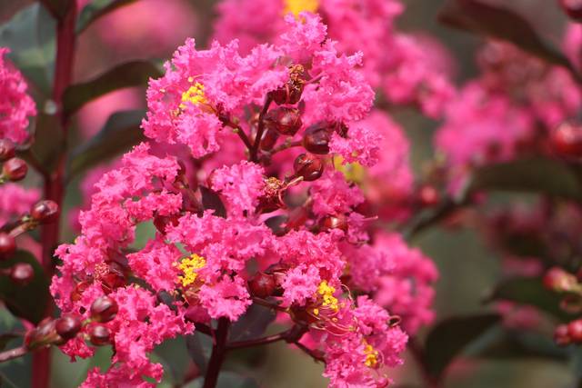 Fleur de lagerstroemia