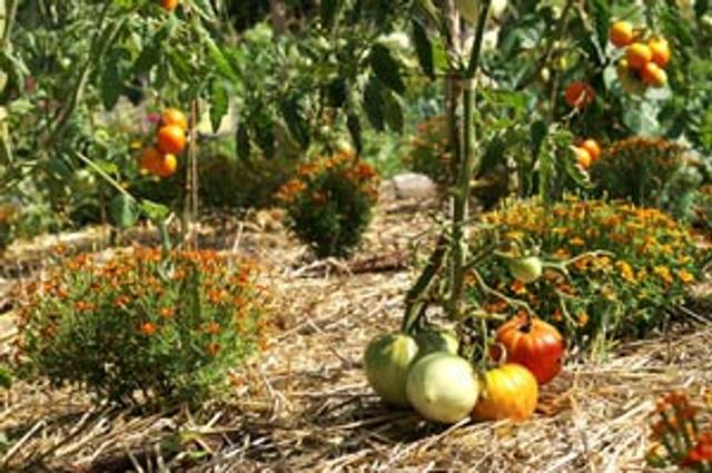Plants de légumes et paillis sur un ados
