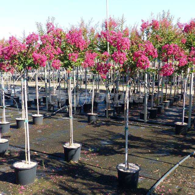 Lilas des Indes conduits en tige et élevés en conteneur (pép. Desmartis)