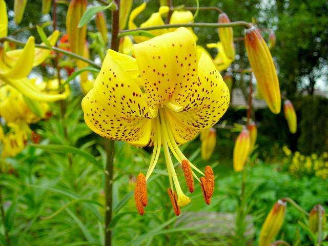 Lilium leichtlinii