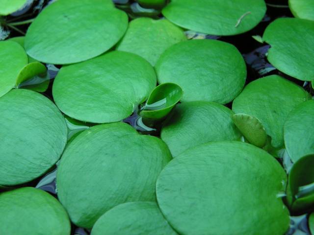 Limnobium laevigatum poussant en aquarium