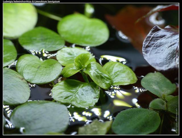 Limnobium laevigatum (et Ludwigia helminthorrhiza)