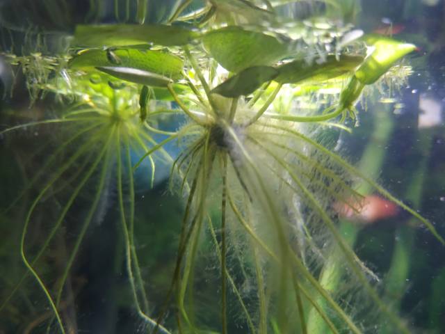 Racines de Limnobium (Hydrocharis laevigata)