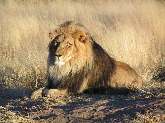 Le lion : un superprédateur