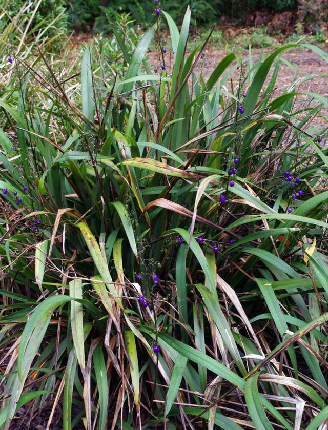 Lis de Tasmanie (Dianella tasmanica) : feuillage