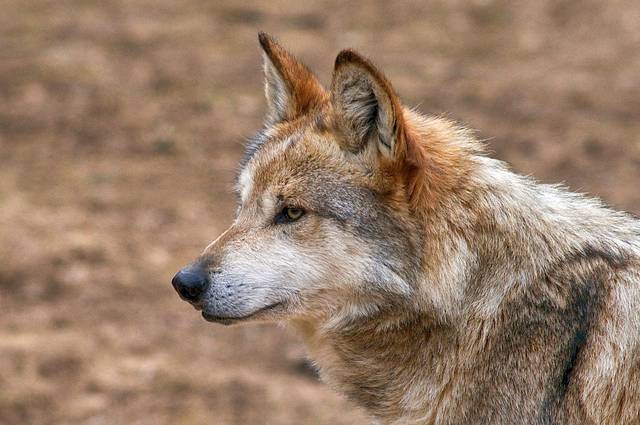 Loup (Canis lupus baileyi)