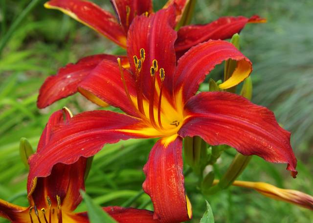 Lys rouge : 6 tépales (3 pétales et 3 sépales identiques), 6 étamines (organes mâles) qui portent un pollen jaune (semence mâle), 1 pistil (organe femelle) - Daniel Jolivet / flickr.com