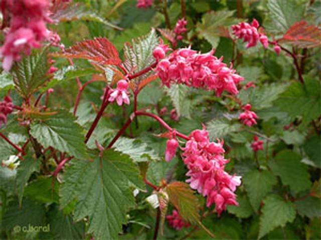 Neillia