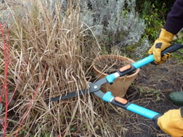 Rabbatage d'un miscanthus