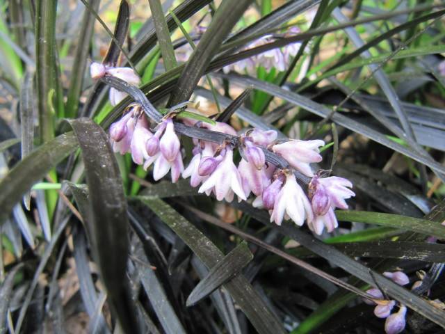 Fleurs d'Ophiopogon 'Black Dragon'