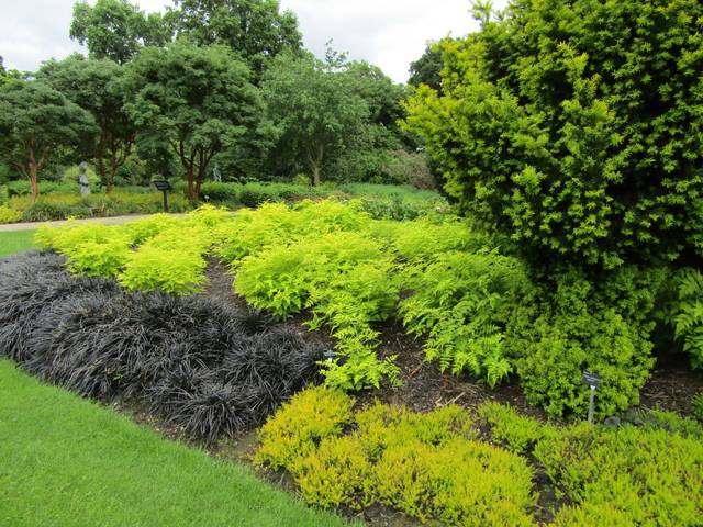 Ophiopogon planiscapus 'Nigrescens' sur un talus