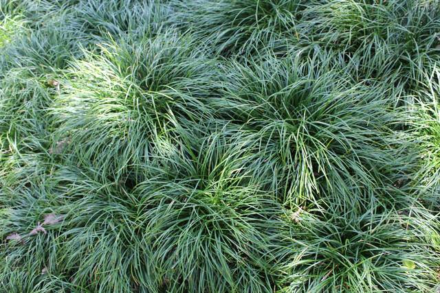 Ophiopogon japonicus