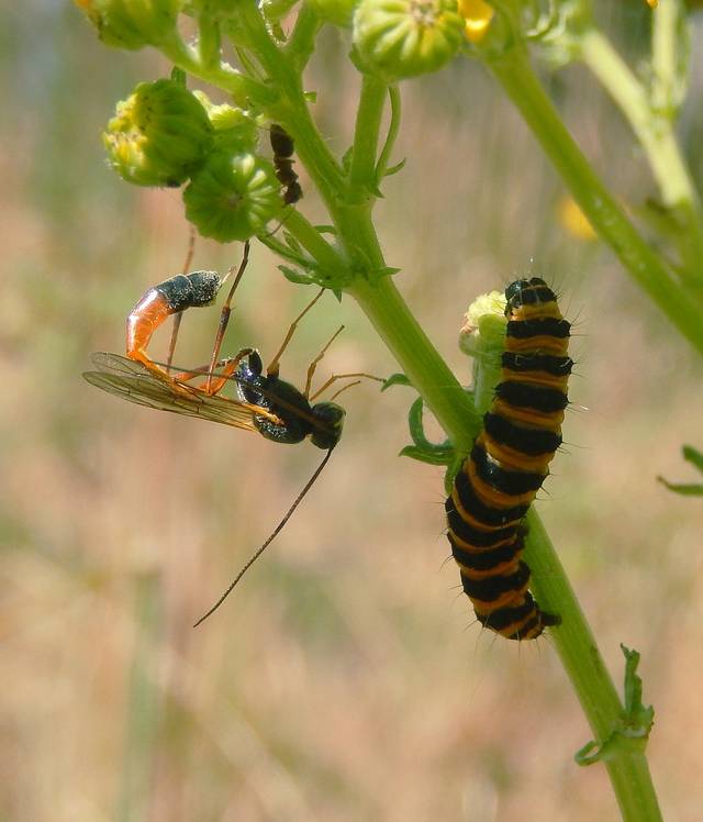 Parasitoïde utilisé en lutte biologique : un ichneumon (Hyménoptère) prêt à parasiter une chenille - Ian Alexander / flickr.com