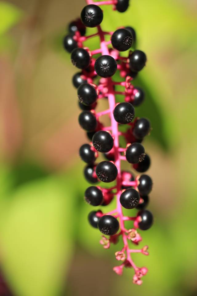 Phytolacca americana - Raisin d'Amérique