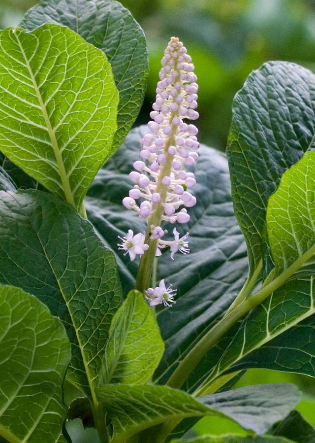 Phytolacca americana - Raisin d'Amérique