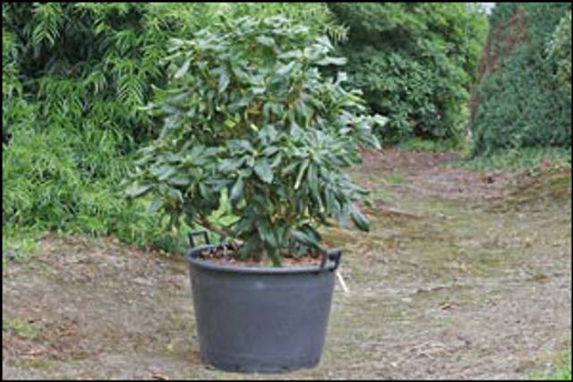 Rhododendron en conteneur, avant plantation