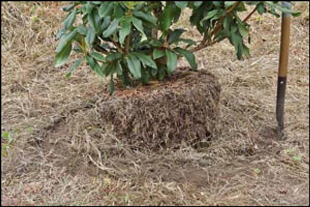 Délimitation du trou de plantation à la bêche