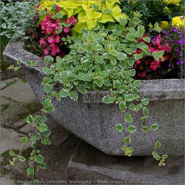 Plectranthus coleoides en pot