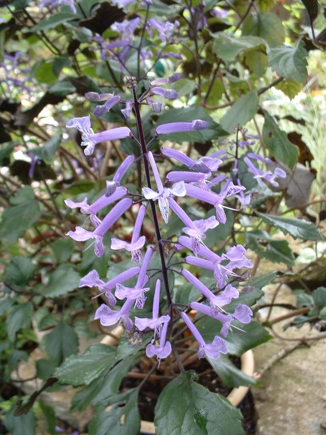 Plectranthus Mona Lavender