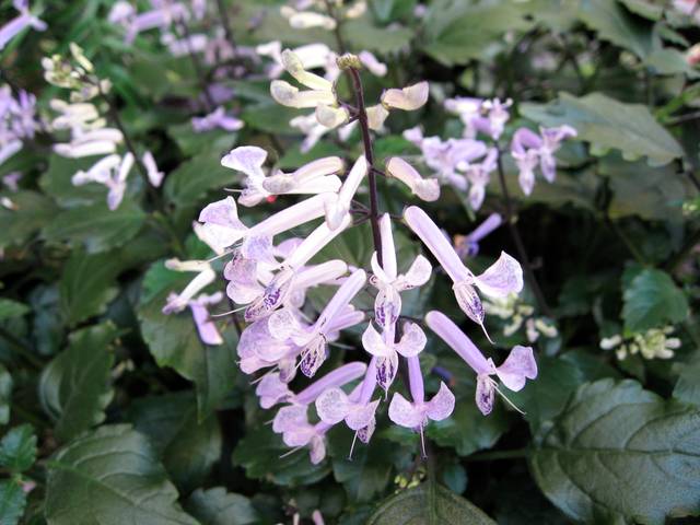 Plectranthus 'Mona Lavender'