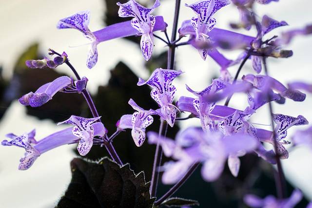 Plectranthus Mona Lavender - détail fleur