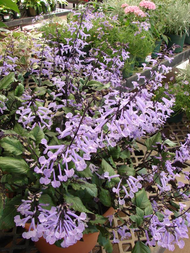 Plectranthus Mona Lavender en pot