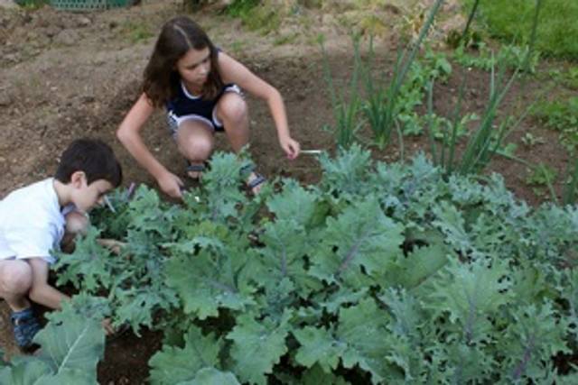 Potager d'enfants - Chou